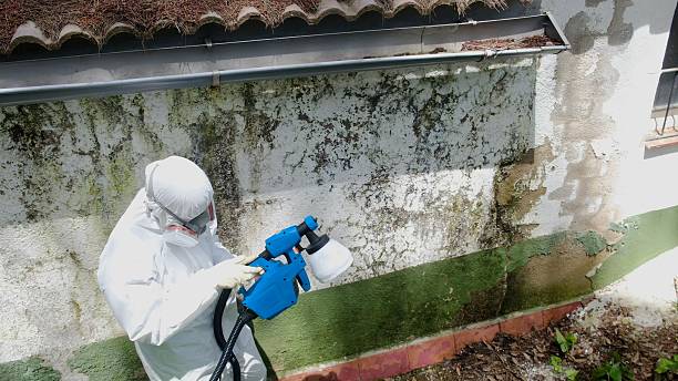 Mold Removal service in Barco